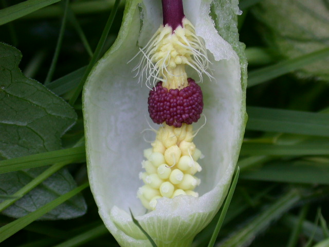 Arum italicum e Arum maculatum